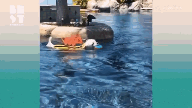 a dog is swimming in a swimming pool with a frisbee .