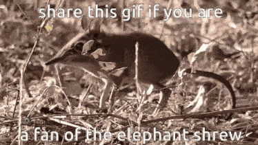 Elephantshrew Elephant Shrew GIF - Elephantshrew Elephant Shrew Shrew GIFs