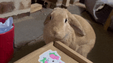 a brown bunny rabbit standing next to a unicorn sticker