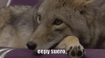 a close up of a coyote with the words eepy suero written below it