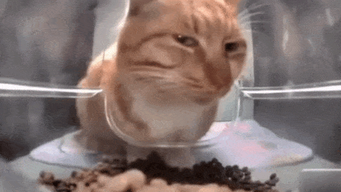 -кот-смотрит-в-камеру.gif