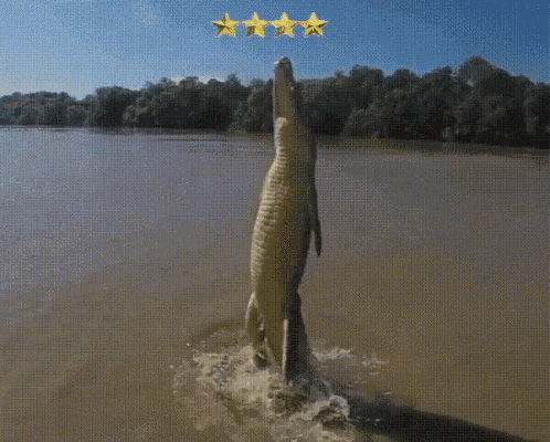 Gator5stars Funny GIF
