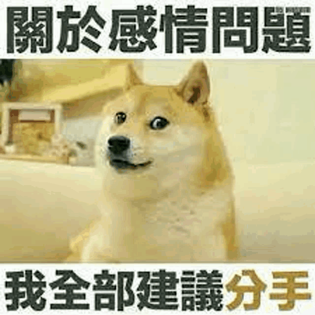 a doge with chinese writing on it is sitting in a bathtub and smiling .