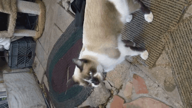 a cat is laying on a door mat on the ground