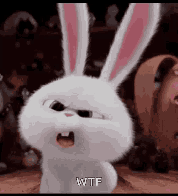 Bunnies What GIF - Bunnies What Confused GIFs