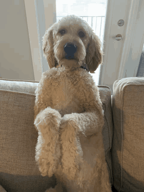 a small dog sitting on a couch with its paws up