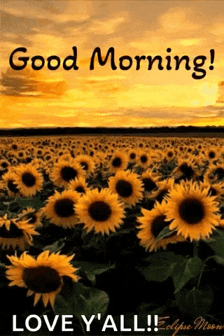 a field of sunflowers with the words `` good morning love y 'all ''