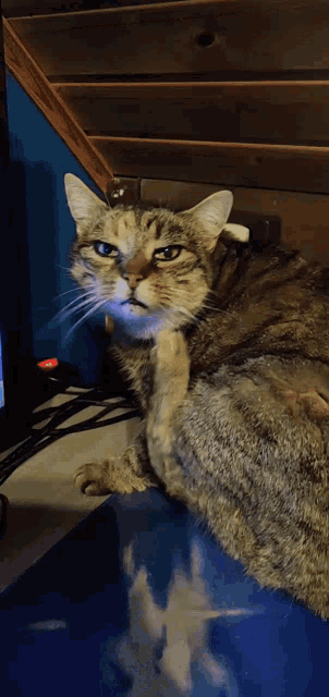 a cat is laying on a blue table and looking at something