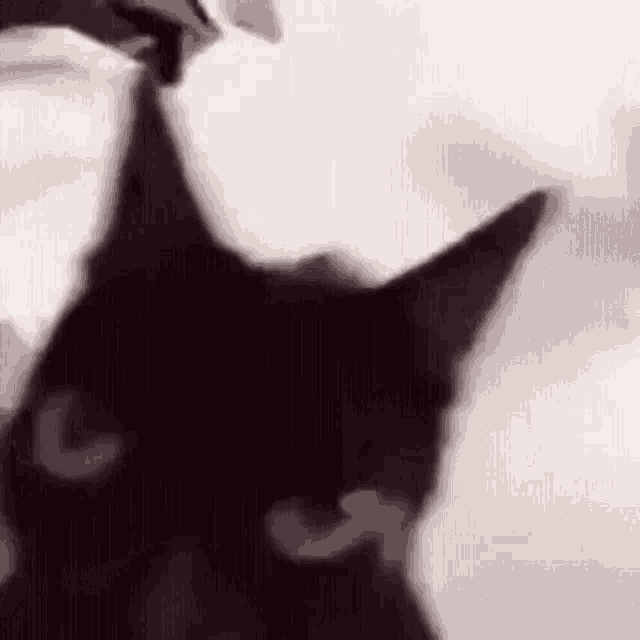 a close up of a black cat 's face with a blurred background .