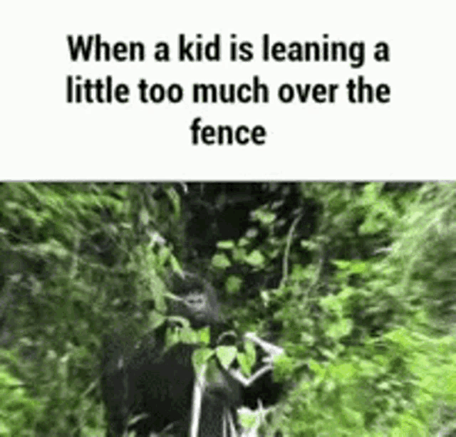 a gorilla is leaning over a fence in the jungle .