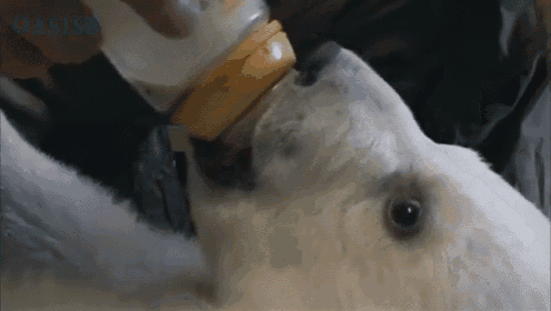 a polar bear is drinking milk from a bottle ..