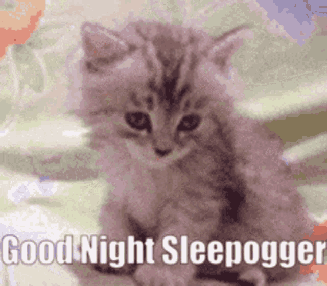 Sleepogger Sleepoggers GIF - Sleepogger Sleepoggers GIFs