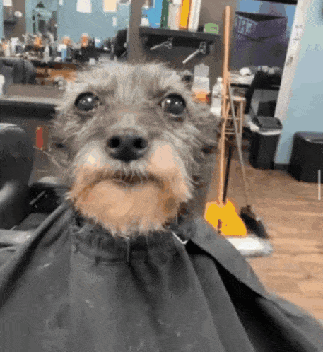 a small dog with a beard is getting a haircut in a barber shop