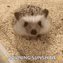 a hedgehog is sitting on a pile of wood chips and looking at the camera .
