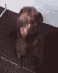 a close up of a dog with its mouth open and a blurred background .