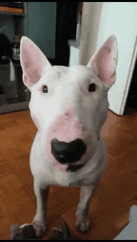 a bull terrier dog with a big nose is standing on a wooden floor looking at the camera .
