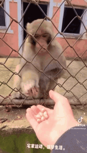 a person is feeding a monkey behind a chain link fence with chinese writing on the bottom