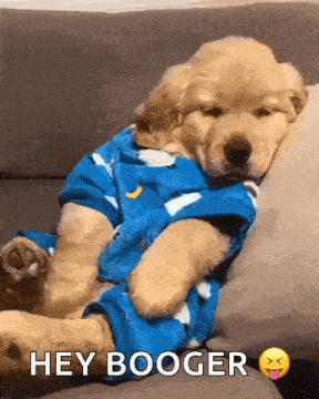 a puppy wearing a blue shirt is laying on a couch with the caption hey booger
