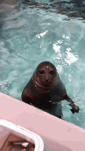 Seal Alien GIF - Seal Alien Radlcies GIFs