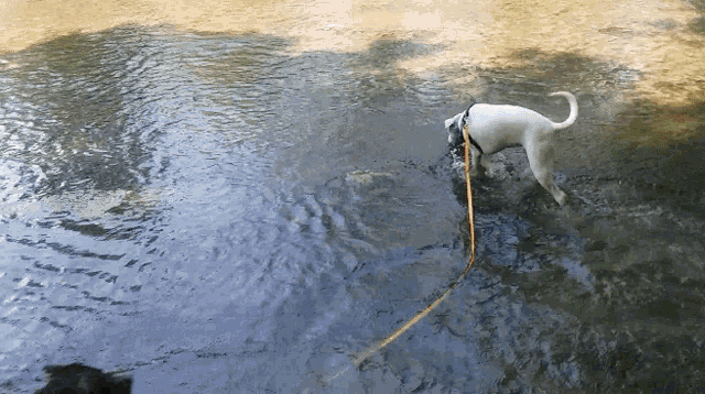 a dog on a leash standing in a body of water