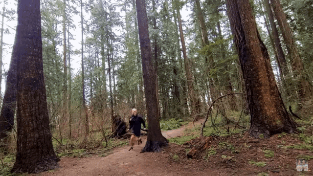 a man stands in the middle of a forest surrounded by tall trees