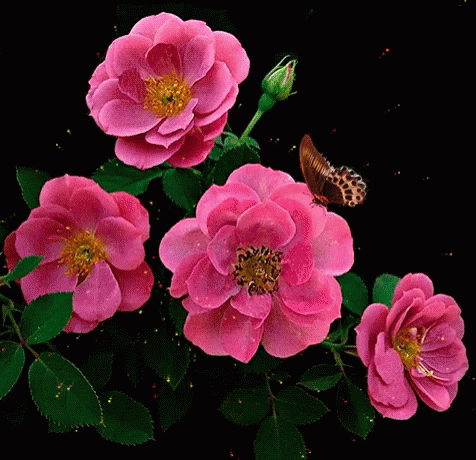 Roses Flowers GIF - Roses Flowers Butterfly GIFs