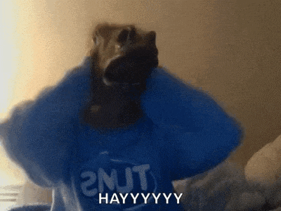 a dog is wearing a blue shirt that says 2njt