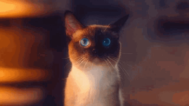 a cat with blue eyes is looking at the camera