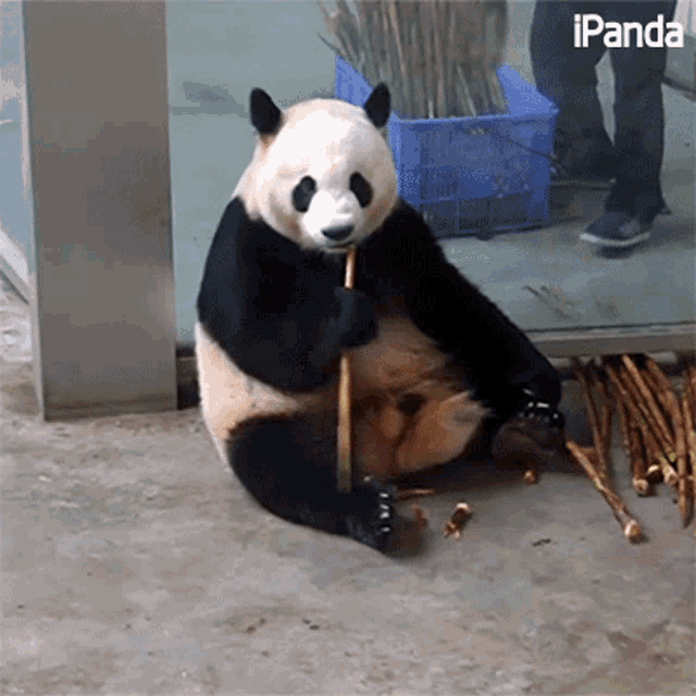 吃东西 竹子 GIF - 吃东西 竹子 熊猫 GIFs