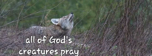 Coyote Prayer GIF