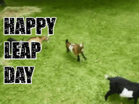 Leap Day Leap Year GIF - Leap Day Leap Year GIFs