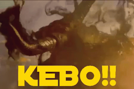Hoi Kebo! GIF - Kebo Kerbau Banteng GIFs
