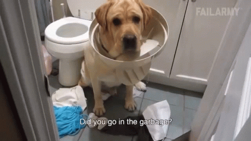 Did You Go In The Garbage Caught GIF
