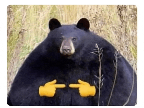a black bear is standing in a field with its hands up .