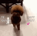 a small brown poodle is walking on a tiled floor and saying `` te gusta mi '' .
