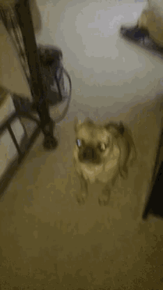 a pug dog is standing on its hind legs on a carpeted floor