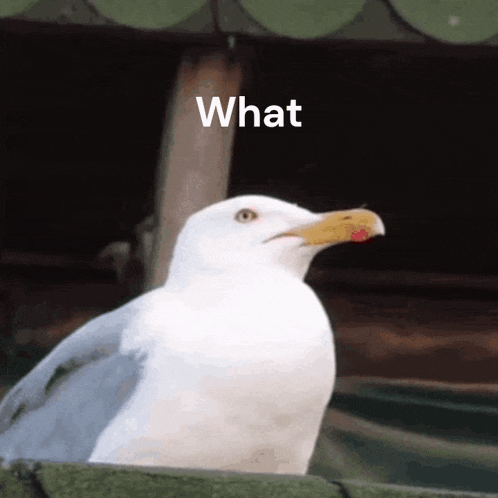 a white seagull with a red beak is looking at the camera with the words what above it