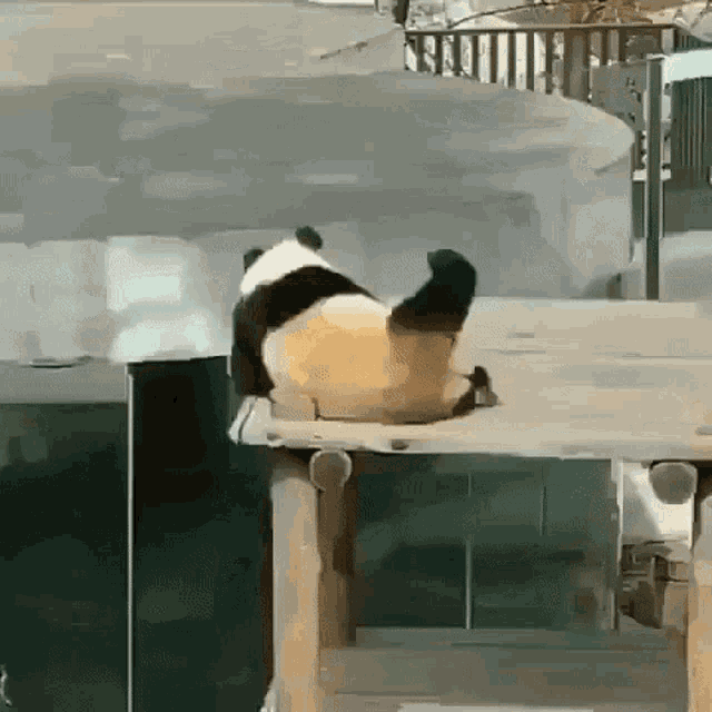 Panda Grind GIF - Panda Grind Get GIFs