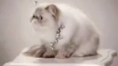 Jackal Cat GIF - Jackal Cat GIFs