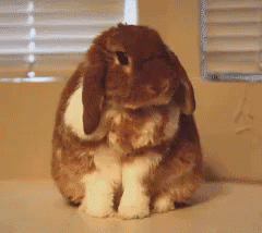 兔子 可爱 洗脸 GIF - Wash Face Bunny Rabbit GIFs