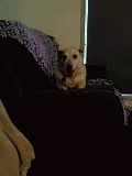 Dogs Cuddles GIF - Dogs Cuddles Snuggle GIFs