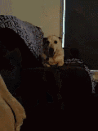 Dogs Cuddles GIF