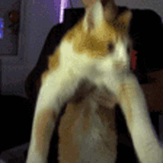 a blurry picture of a person holding a cat in their arms
