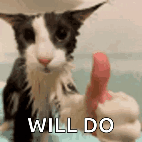 Cat Agree GIF - Cat Agree Cat Agree GIFs
