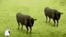 Dancing Cow GIF