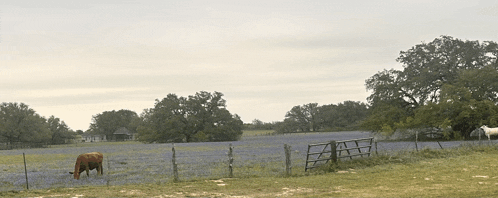 a cow grazes in a field of blue flowers behind a fence
