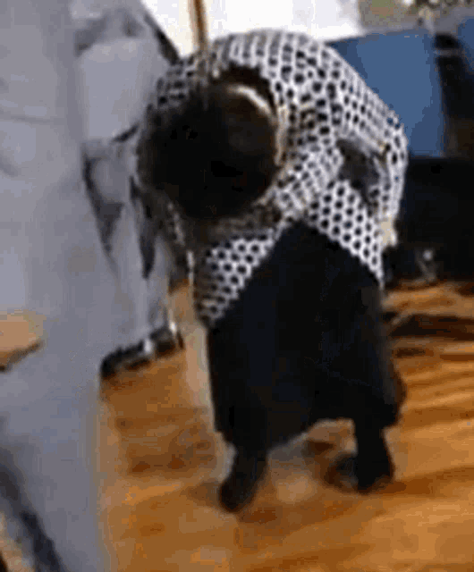 a small black dog is wearing a polka dot shirt and bows to a person .