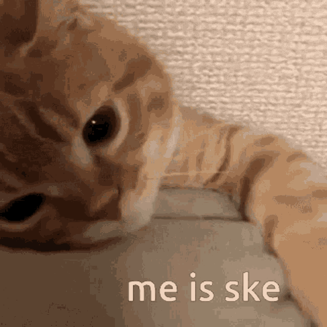 Me Is Ske Ske GIF