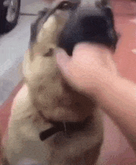 a close up of a person petting a dog .