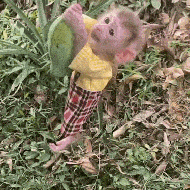a baby monkey wearing a yellow shirt and plaid pants is standing in the grass .